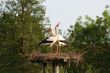 white stork