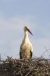 white stork