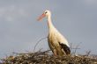 white stork