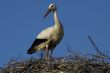 white stork