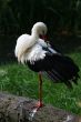 white stork