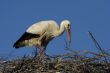 white stork