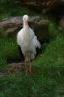 white stork