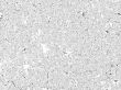 microscope slide abstract