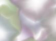 soft focus light