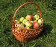 Apples in wicker basket