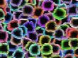 extruded microscopic creatures