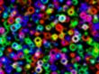 small dots of colour