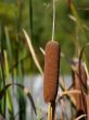 Cattail