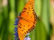 Gulf Fritillary