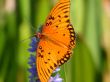 Gulf Fritillary