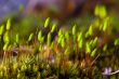 Polytrichum commune close up