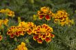 Marigolds