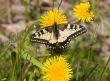 The butterfly on a dandelion