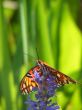 closeup Gulf Fritillary