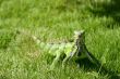 green iguana