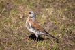 Fieldfare