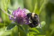 bumblebee on clover