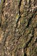 Texture