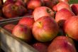 Red apple
