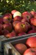 Red apple