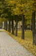 Autumn tree
