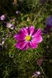 Pink flower