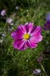 Pink flower