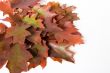 Autumn foliage