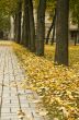 Autumn colors