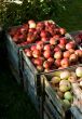 Red apple