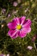 Pink flower