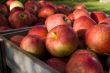 Red apple