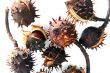 Chestnut at autumn