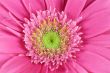 pink Gerbera