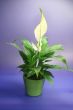 SPATHIPHYLLUM FLORIBUNDUM