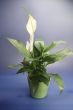 SPATHIPHYLLUM FLORIBUNDUM