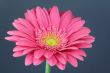 pink Gerbera