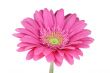 pink Gerbera