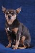 Chihuahua on blue
