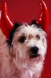 Devilish dog
