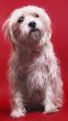 Dog on red