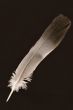 Feather