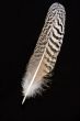 Feather