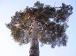 Kron the pine tree