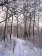 Trees in the hoarfrost