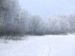Trees in the hoarfrost