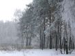 Trees in the hoarfrost