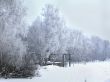 Trees in the hoarfrost