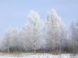 Trees in the hoarfrost